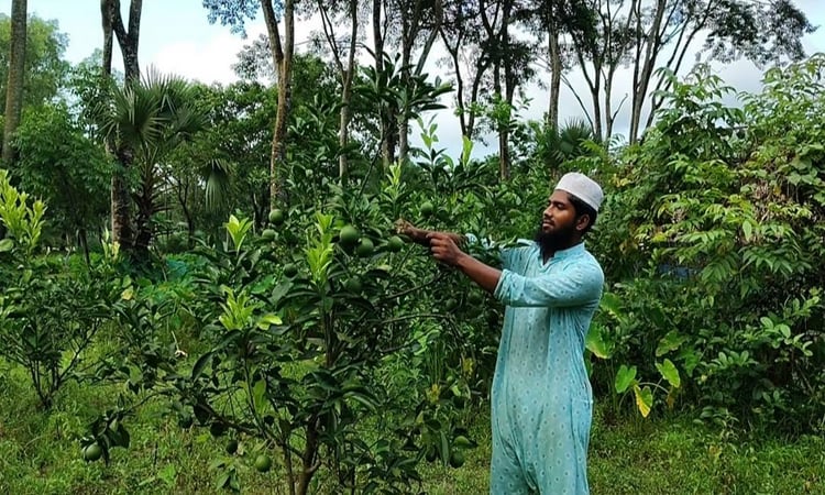 বাউফলে দেশি জাতের মালটার ব্যাপক ফলনে সফল মেহেদী হাসান